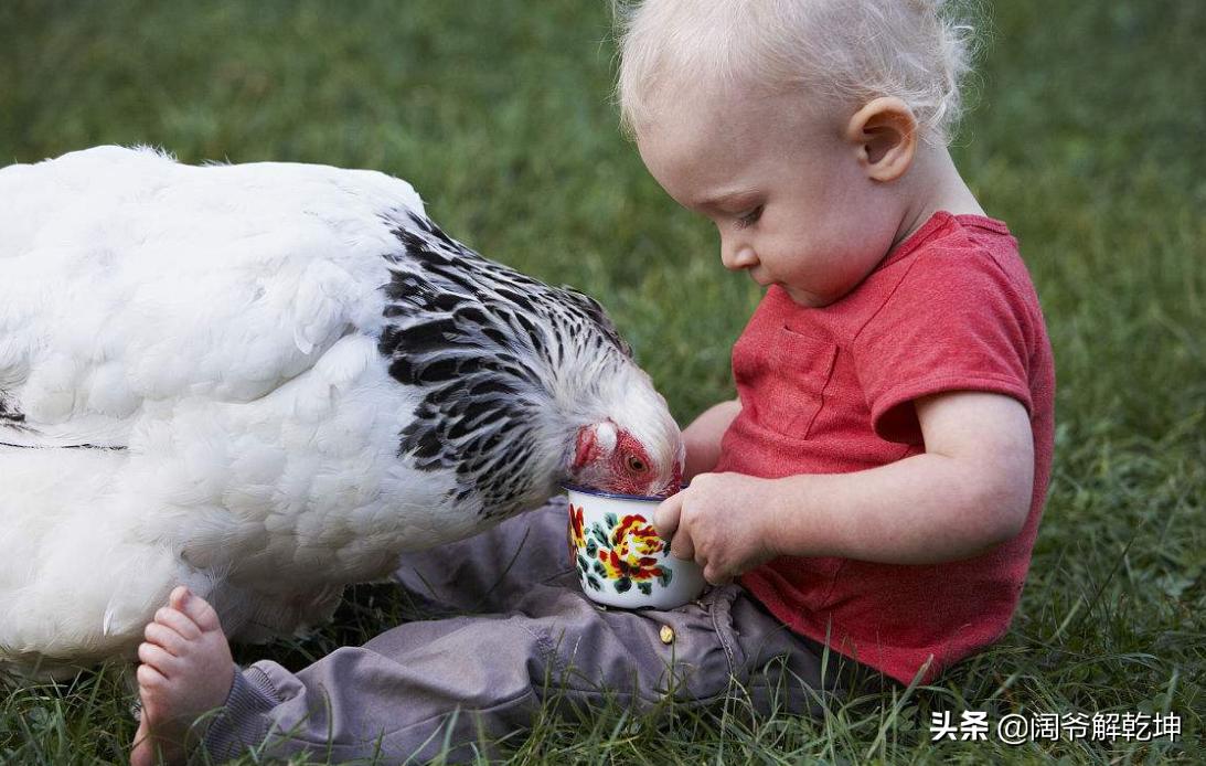 生肖鼠与生肖马共事运势如何,十二生肖每日运势大全属虎