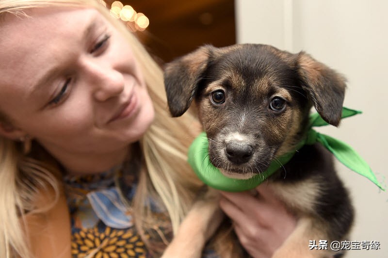 缇庡浗鐘被澶ц禌,缇庡浗鐙楃嫍姣旇禌缁艰壓