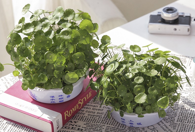 剃了头的金钱草迅速爆盆,金钱草用无孔盆还是有孔盆