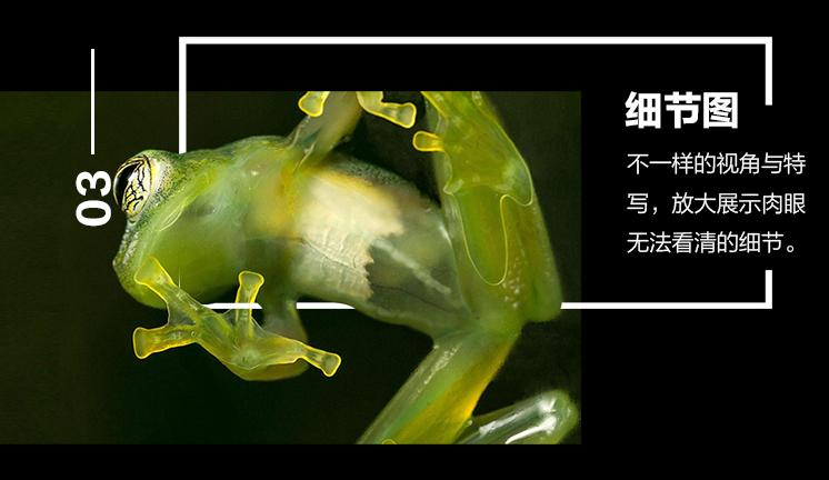 揭秘动物世界的“冷知识”,动物世界中的奇妙之处