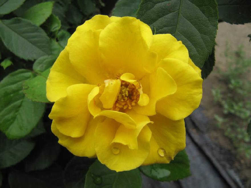 北京常见的树有哪些,北京绿化月季品种