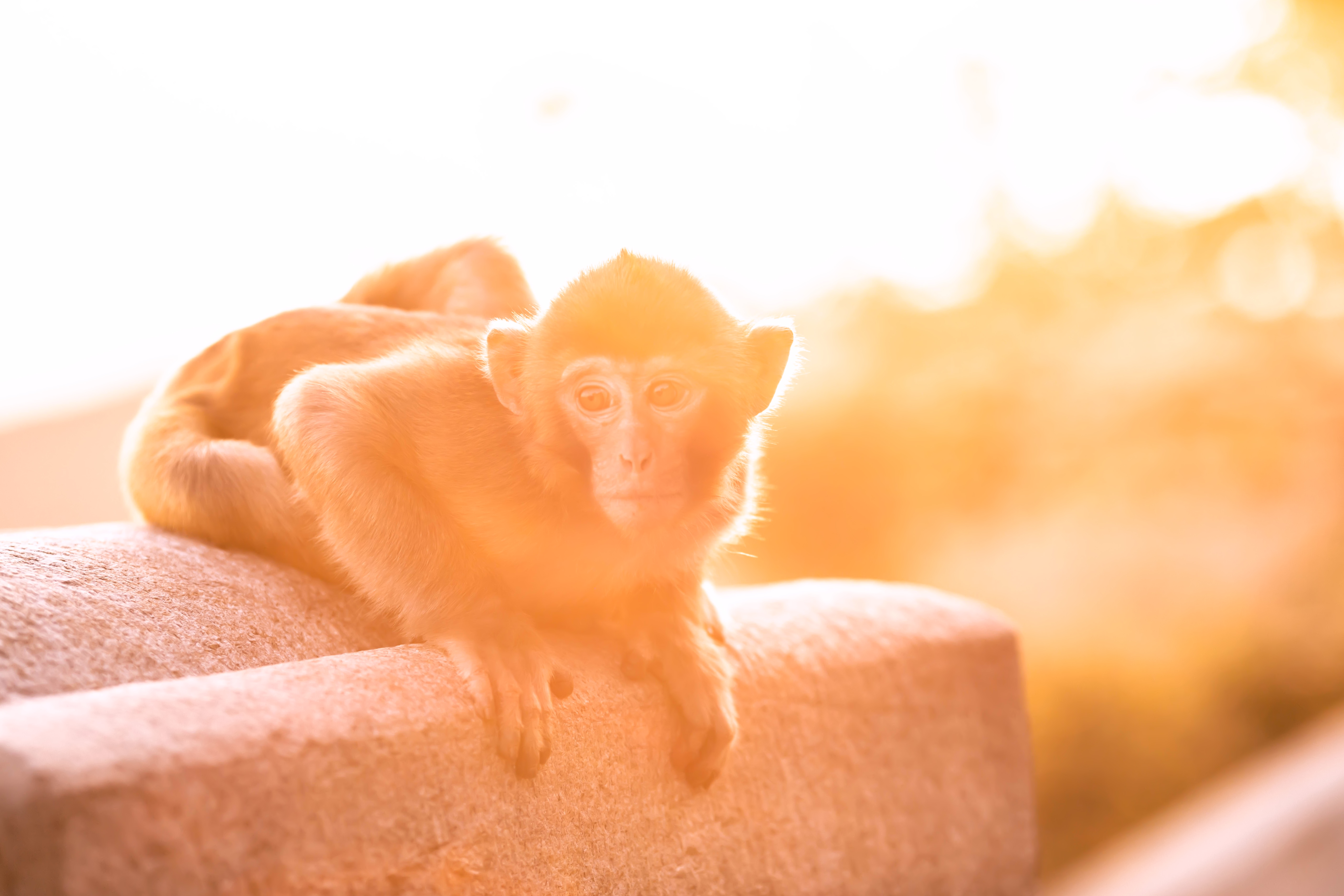花果山景区的游玩攻略,情侣花果山旅游攻略
