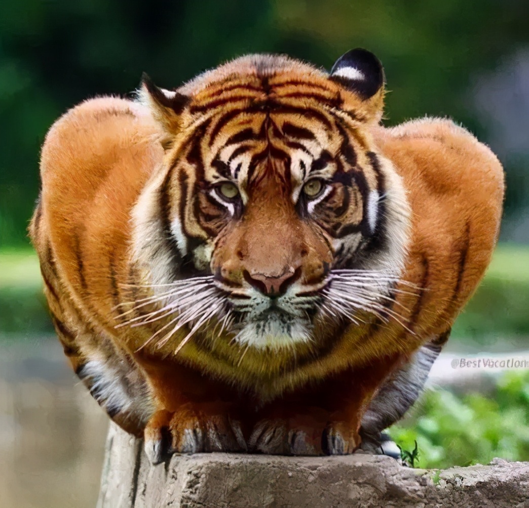 东北虎下山进村伤人老虎被鹅咬,东北虎下山进村伤人最后怎么样了