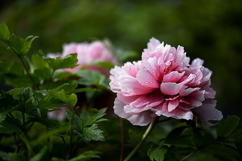 鲜花插花技巧专业术语,插花常见鲜花名称大全