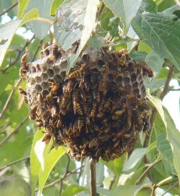 农村有哪些很毒的虫子,农村野外需要防备的毒虫