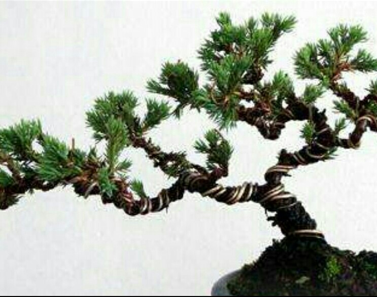 盆景造型的蟠扎弯曲方法图解,盆景漂亮的根是怎么做出来的