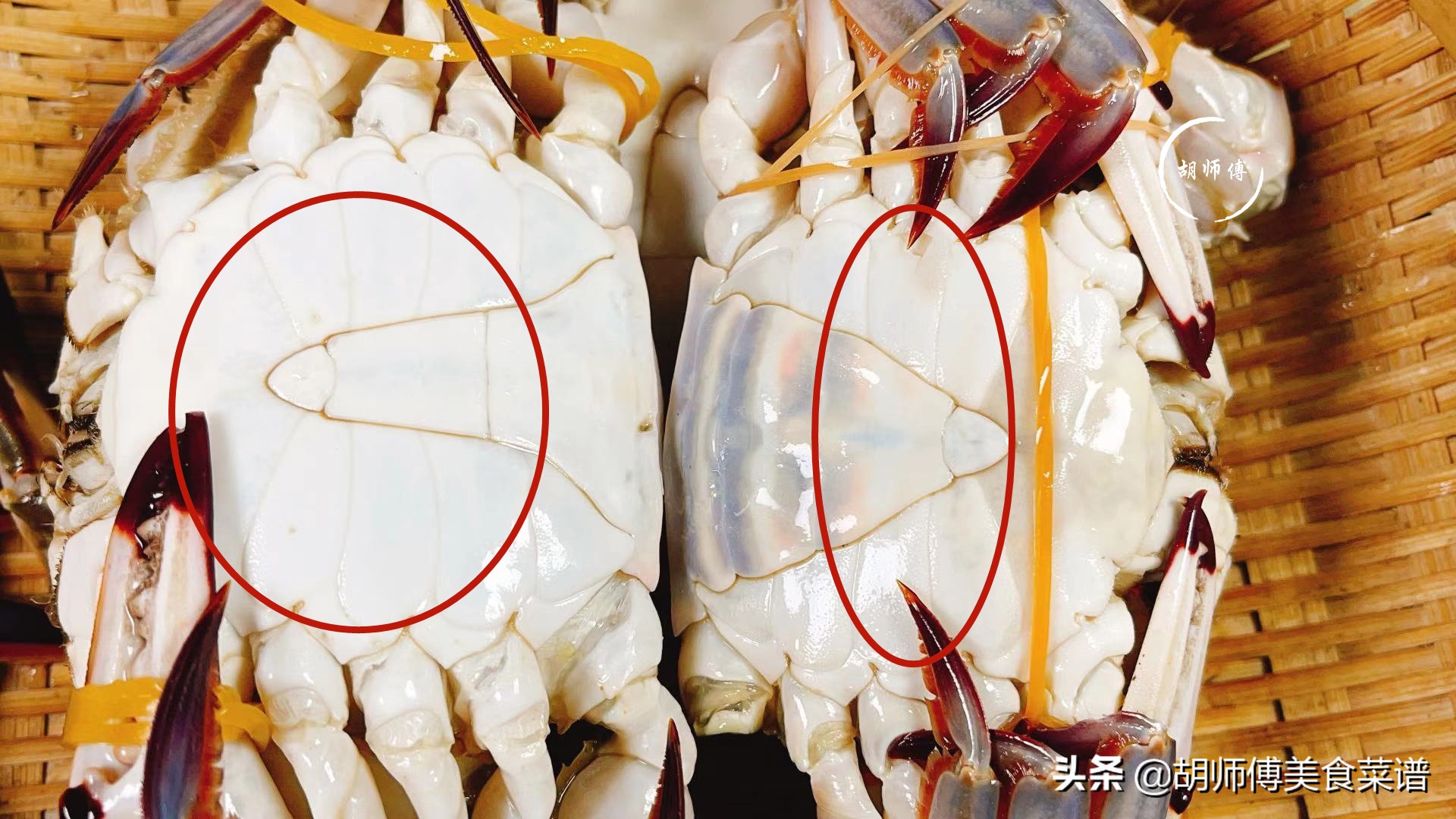 买螃蟹要怎么选才有肉,买螃蟹的小技巧