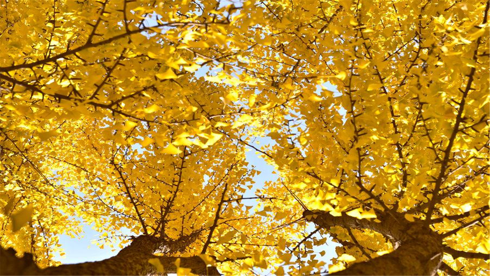 北京三十多所中学一本率,北京十大优质中学