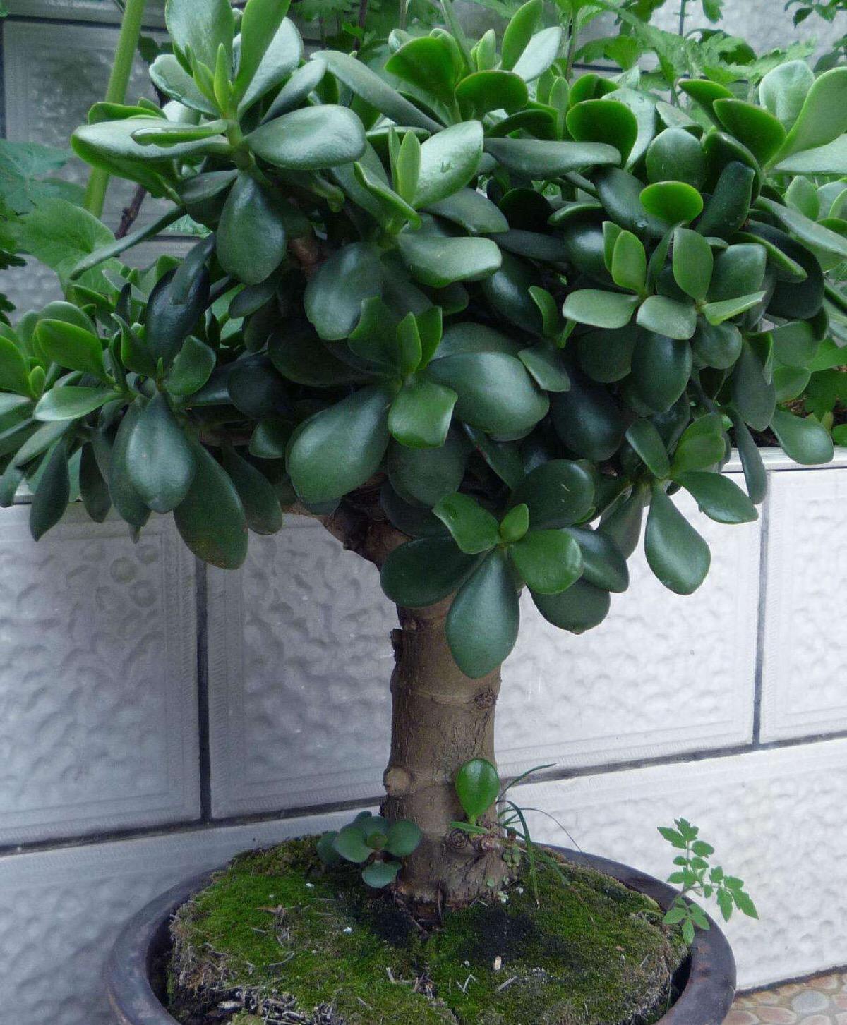 玉树换盆半个月了怎么还黄叶呢,玉树黄叶是怎么回事