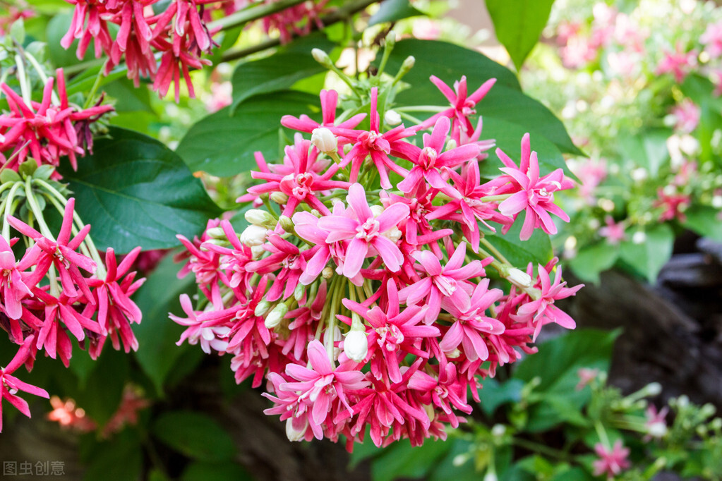 100种常见园林图鉴,列举20类不同的园林花卉