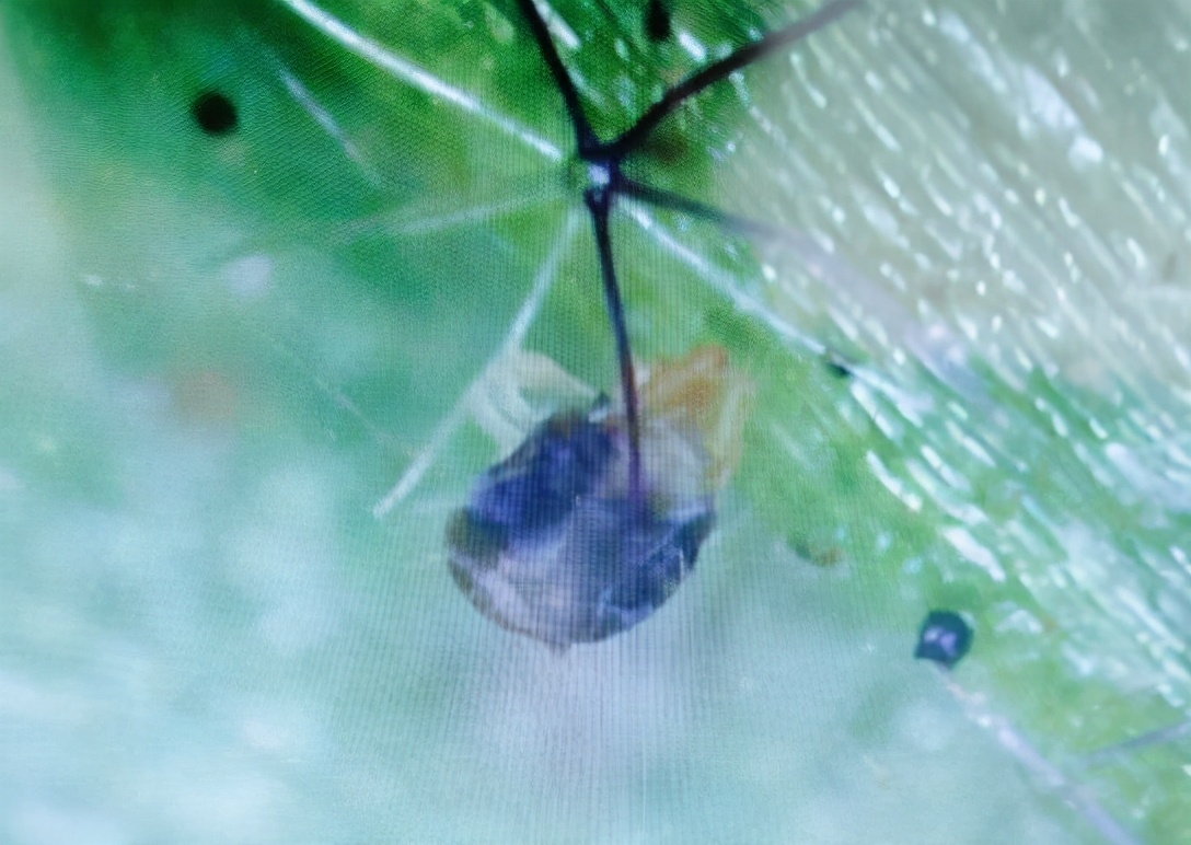 二斑叶螨有效防治办法,二斑叶螨最有效防治方法