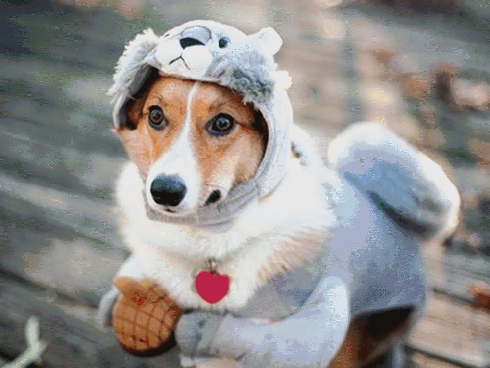 孕期正确养狗狗,夏季孕期养狗狗注意事项