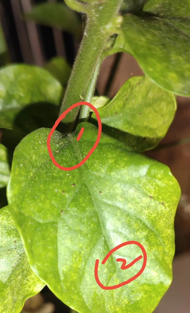 茉莉花长红色的小虫子怎么办,茉莉花长虫子可以用什么药