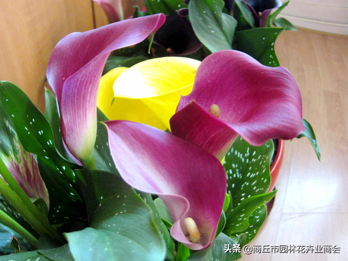 彩色马蹄莲怎么养好看,彩色马蹄莲种球复花