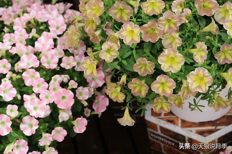 足不出户,带你了解2020日本园艺圈「新品种大赏」