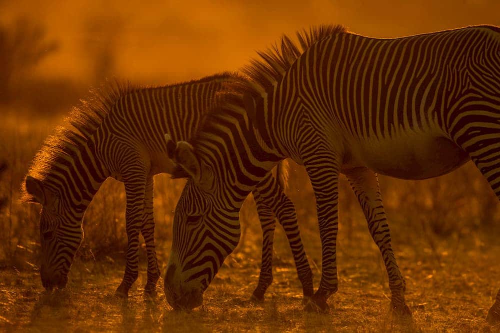 母狮捕获一只小羚羊却不忍吃,母狮和刚出生的小羚羊
