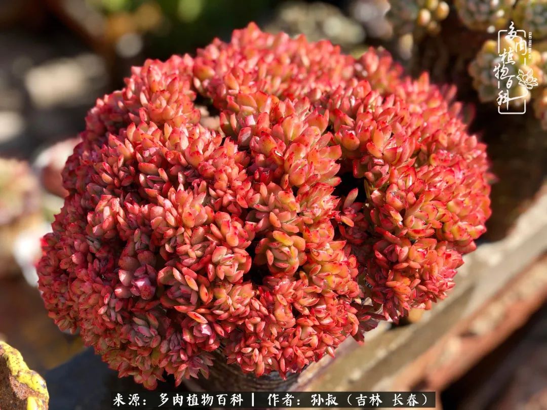 与多肉一起成长,与多肉相伴