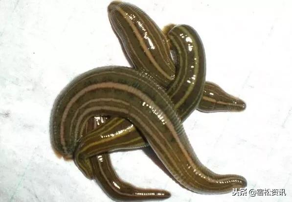 高效养殖蚂蝗,蚂蝗养殖致富经