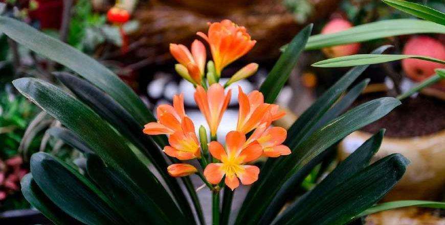 公认漂亮却难养的8种花,秋冬最难养的8种花