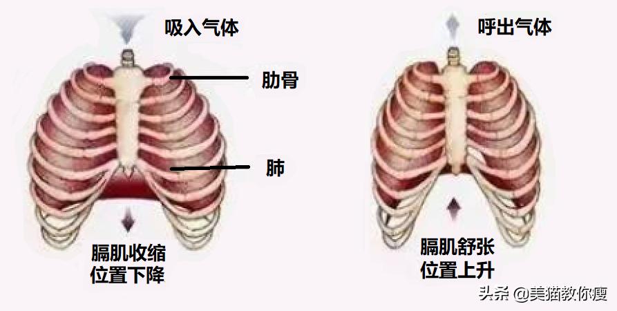 小学生肌肉腿怎么瘦成筷子腿,三天肌肉腿瘦成筷子腿