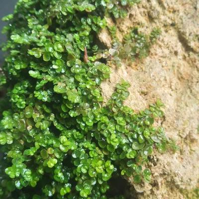 十种动植物名称及特征,动植物植物知识科普大全