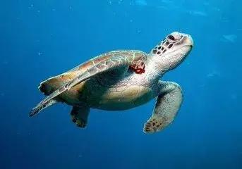 外汇ea交易系统排名,外汇ea智能交易系统