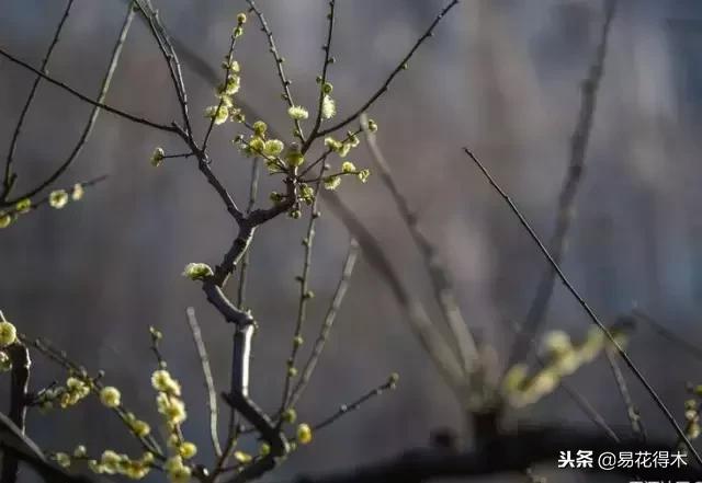 盆栽红豆杉落叶干枯怎么办,盆栽桔子树落叶是怎么回事