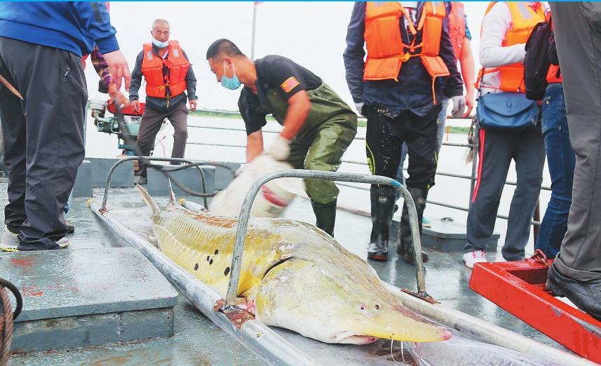 意外捕捞野生达氏鳇,达氏鳇能活多少年