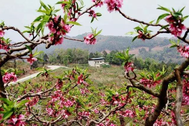龙泉4大冷门赏桃线路出炉，向东60里遇见一座城市桃花源！