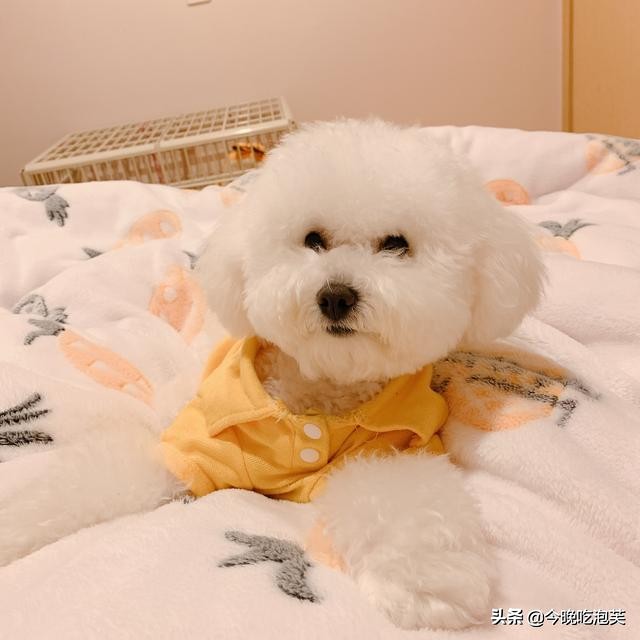 狗狗走路顺拐迷信,狗狗顺拐怎么办