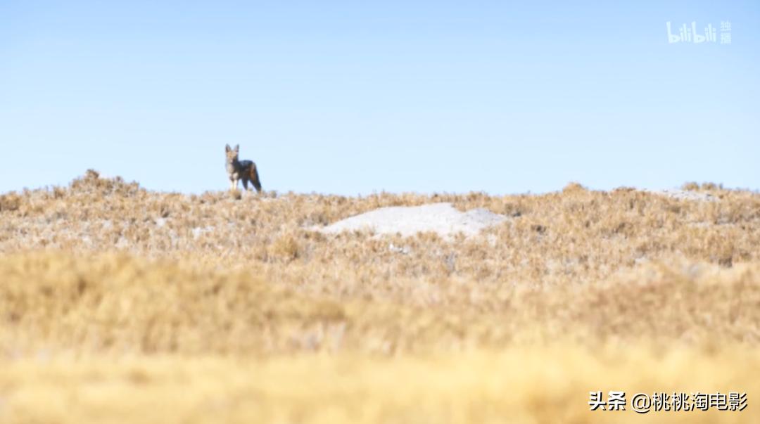 bbc纪录片最值得看的,bbc神级纪录片豆瓣评分超9