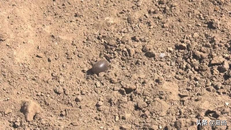 莲子埋入土里多久还可以发芽,莲子埋在泥里会发芽吗