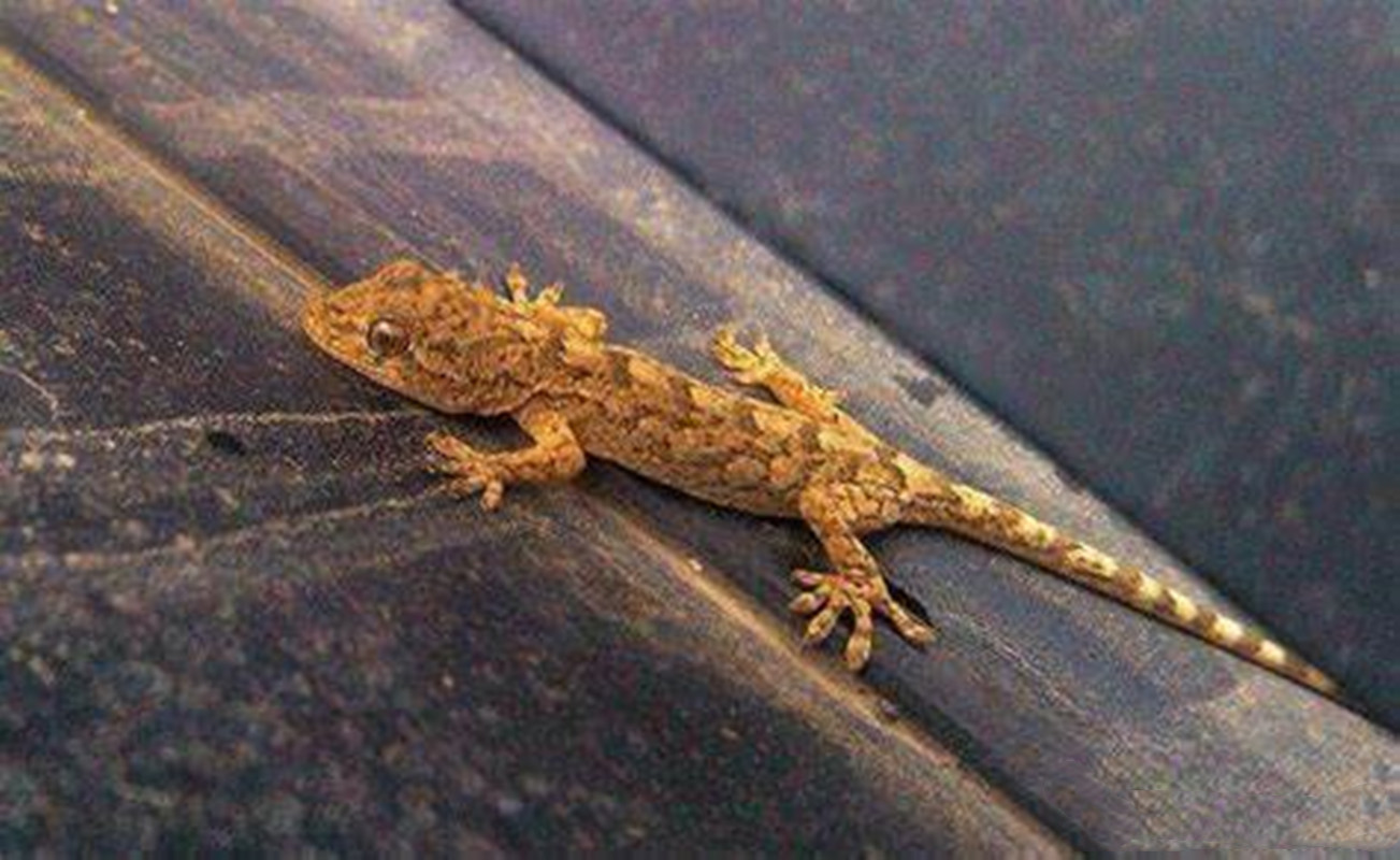 人畜无害的壁虎为什么无毒,壁虎为什么成为五毒之首