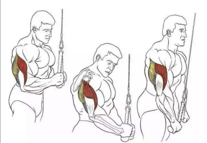 练肱三头肌会使手臂更粗吗,肱三头肌细怎么变粗