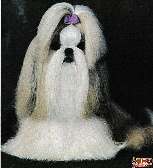 狗狗大全,送给喜欢狗的人）