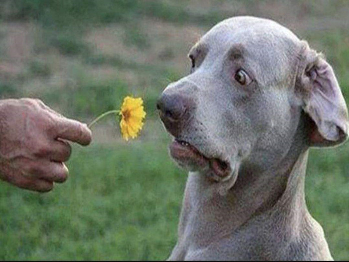 狗狗牙齿疾病怎么预防,狗狗换牙十大禁忌