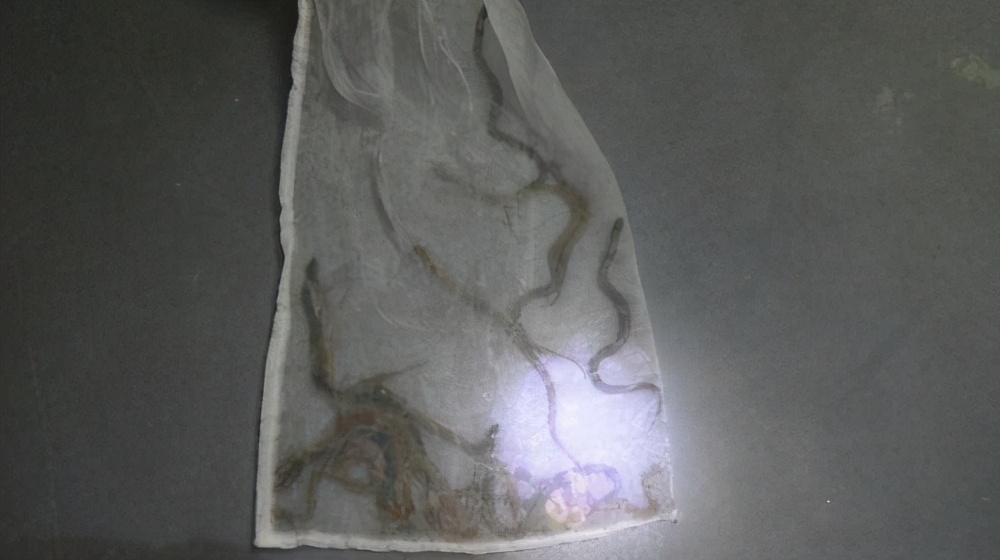 一只眼镜蛇可毒死几名成年人,剧毒眼镜蛇吓人