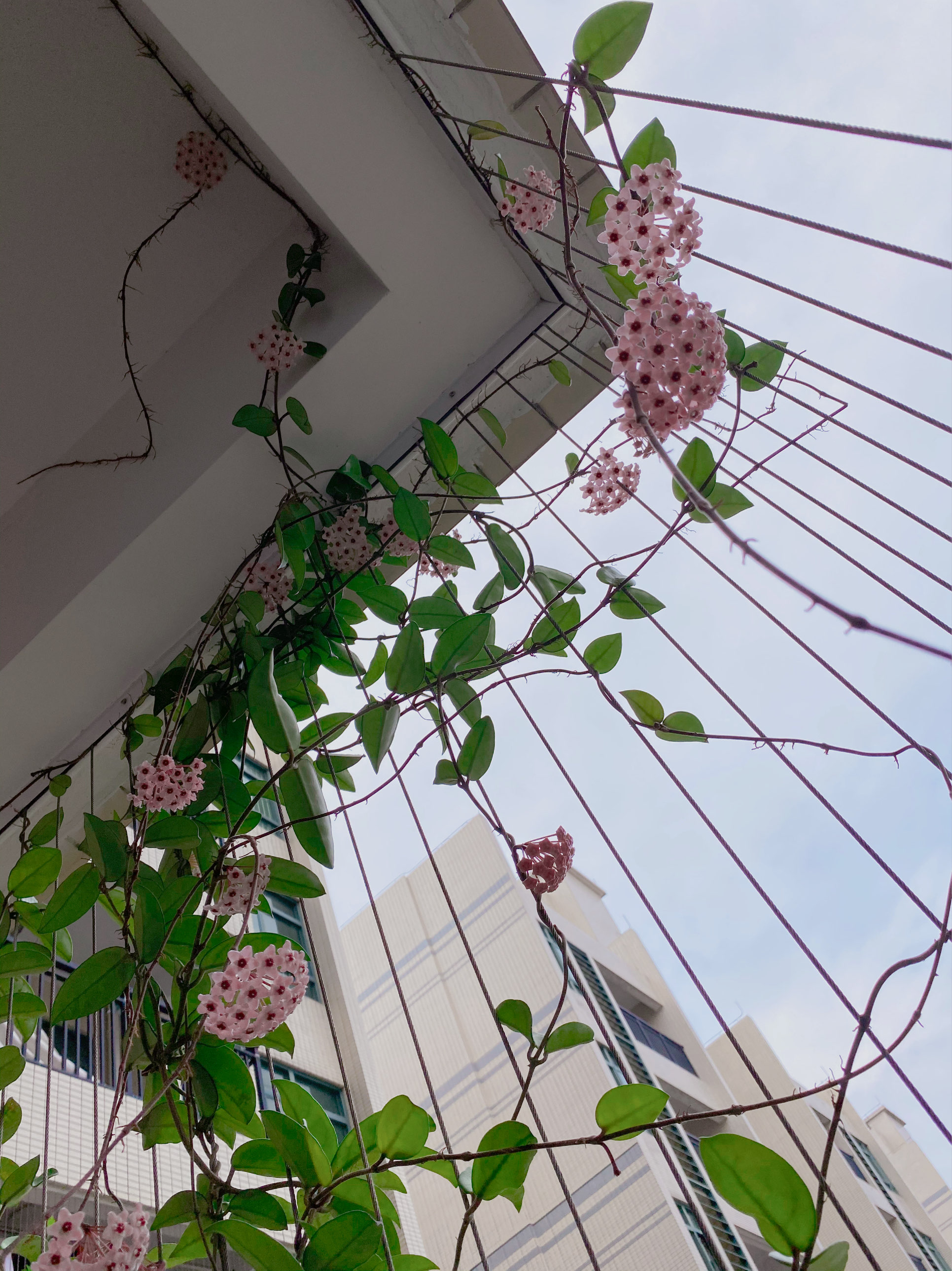 7种小型藤本植物,能在阳台上养,花量巨大,花期长,阳台变花园