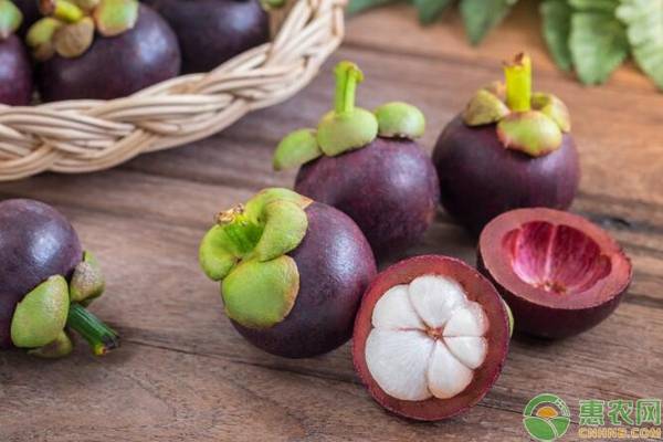 山竹的种植方法和技巧,山竹种植方法全过程视频