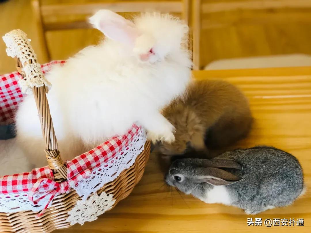 西安有哪些可以撸兔子的店,西安撸兔子的店