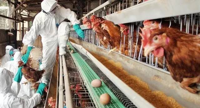 家禽禽流感的主要症状及防控措施,家禽禽流感治疗的土方法