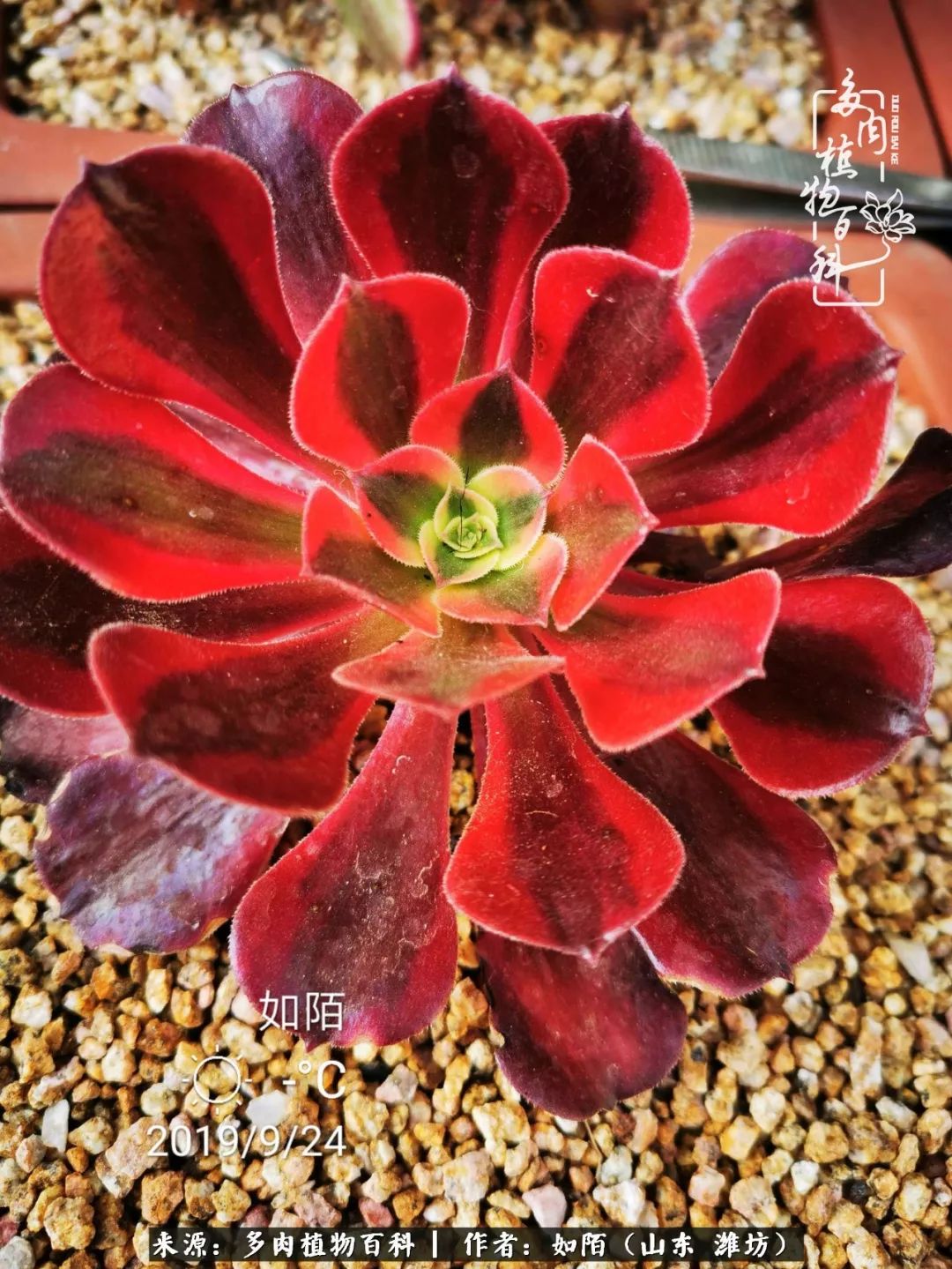 凤凰涅槃，浴火重生！多肉法师圣斗士们的秋天！（附养护经验）