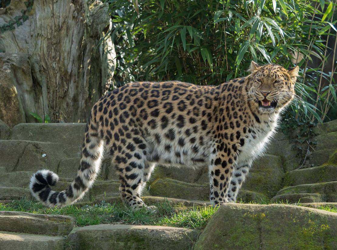 云南的豹是什么亚种,最小的豹亚种