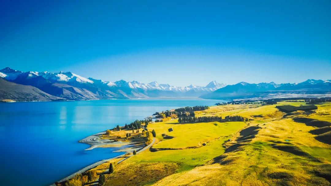 新西兰最有名三文鱼,新西兰帝王鲑三文鱼视频