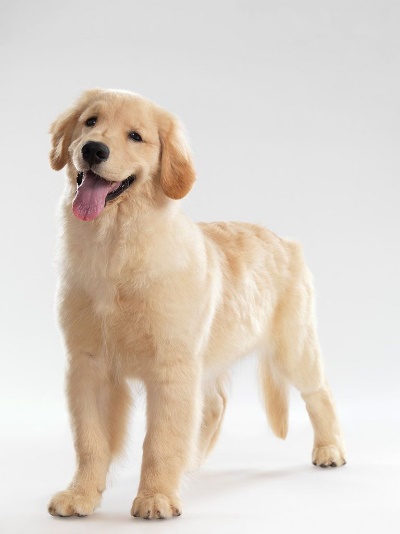 金毛怎么合理喂养,金毛喂养指南