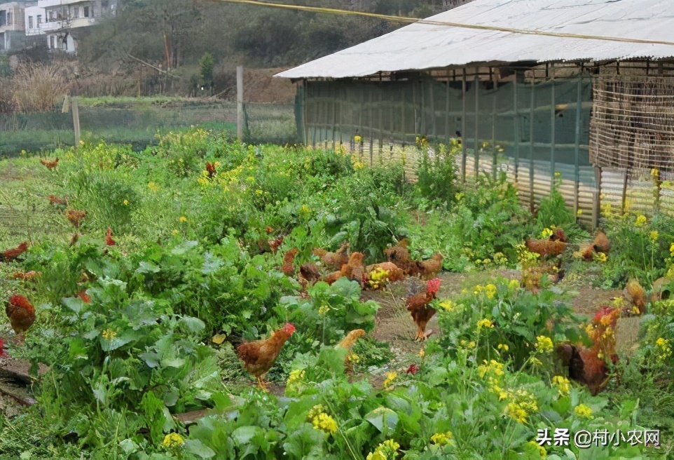 农村想种养什么项目可以挣钱,农村种植什么最赚钱500元小本创业