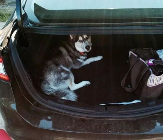 安检行李箱有只猫,网友在机场安检发现行李箱里的猫