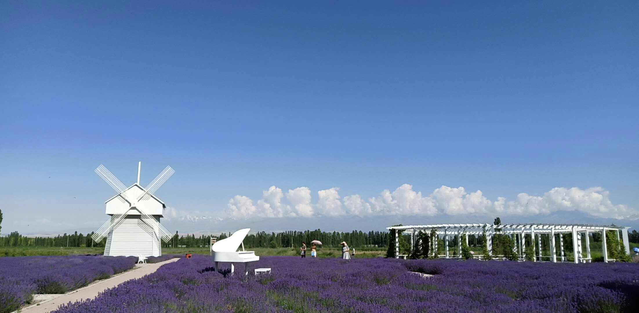 芳香植物连载之第三篇：宁静的植物“薰衣草”