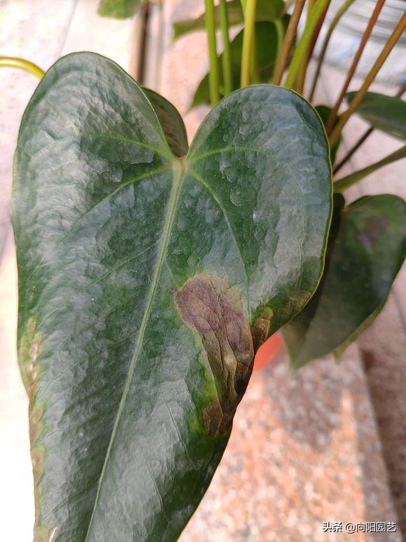家里养的红掌突然蔫了怎么办,红掌叶子蔫了焦边干枯是怎么回事