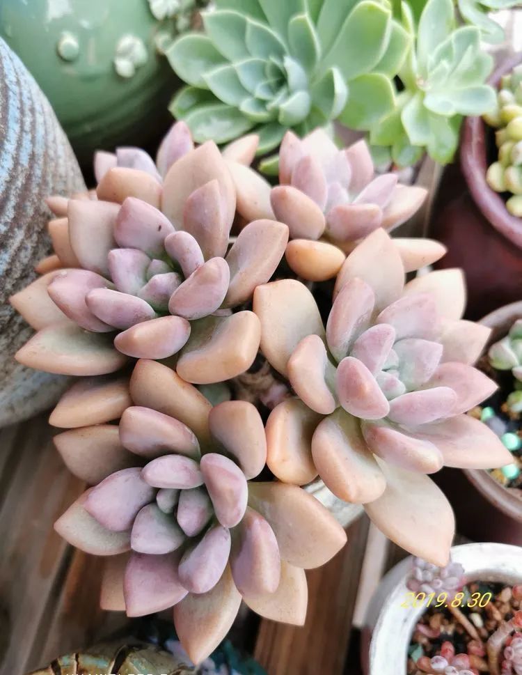 养多肉的人生感悟,人生如同养花